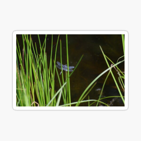 Dragonfly Sticker