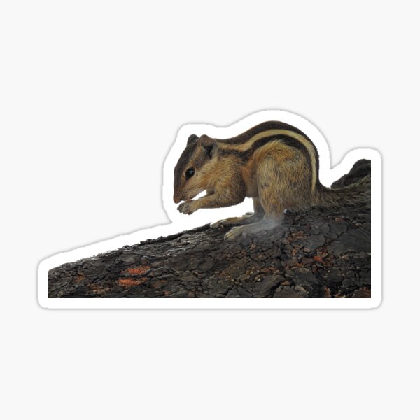 Artikel-Vorschau von Indisches Eichhörnchen, designt und verkauft von AussieAl.