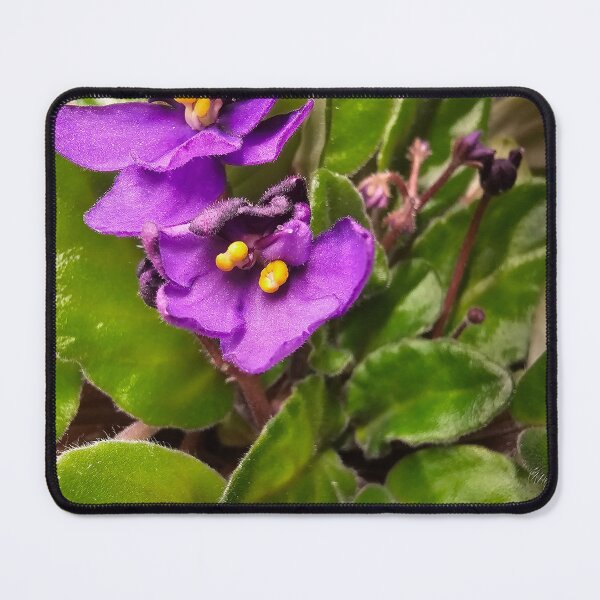 Item preview, Closeup: African Violet Flowers designed and sold by Quincy-Hedgehog.