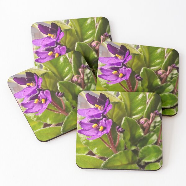 Item preview, Closeup: African Violet Flowers 2 designed and sold by Quincy-Hedgehog.