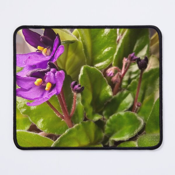 Item preview, Closeup: African Violet Flowers 2 designed and sold by Quincy-Hedgehog.