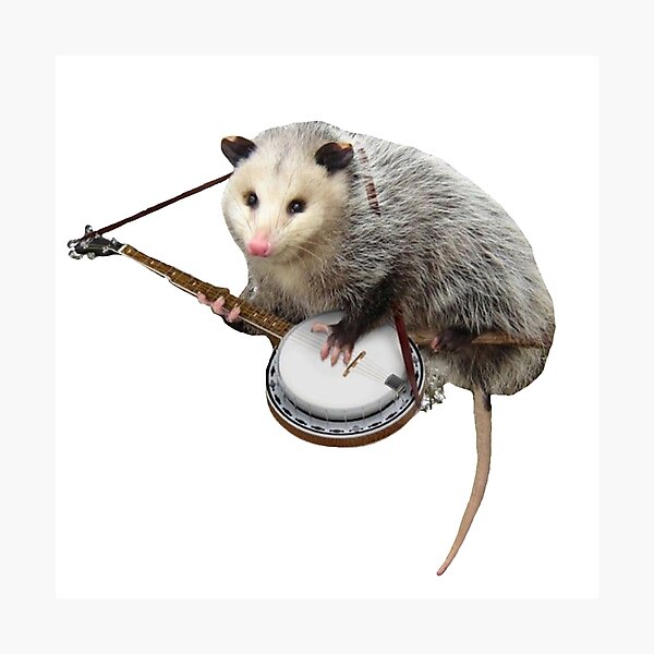 Possum Playing Banjo Photographic Print