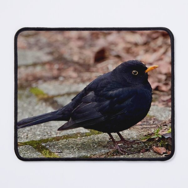 Item preview, Eurasian Blackbird  designed and sold by ontological.