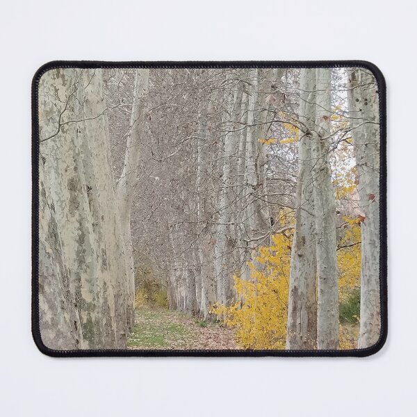 Item preview, Autumn Platanus forest. designed and sold by 8million.