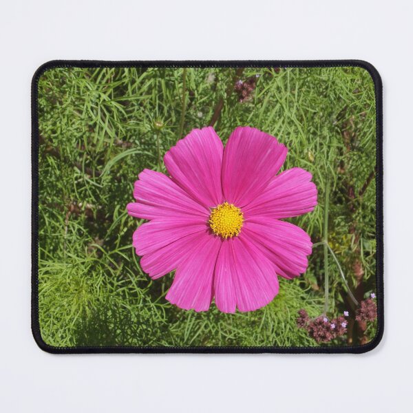 Item preview, Pink Cosmos flower designed and sold by pinkal.