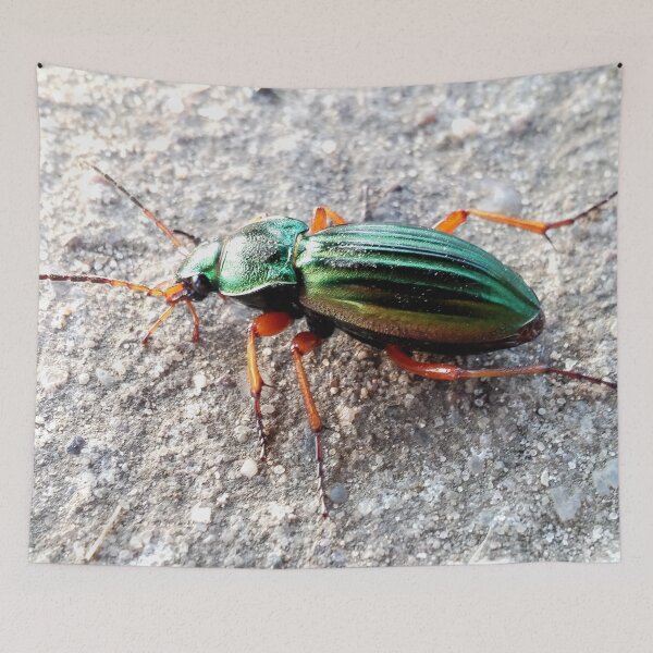 Item preview, golden ground beetle designed and sold by Denis Rösler.
