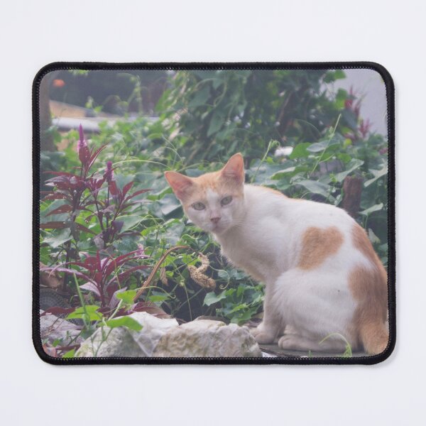 Item preview, Cat Sitting on a Rubble of Stones designed and sold by ROSE ANN BANILAR.