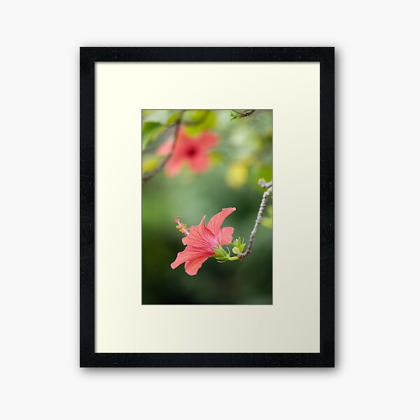 Hibiscus flower Framed Art Print