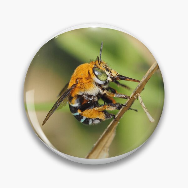 Item preview, 2024 Australian Insect of the Year designed and sold by BeeBabette.