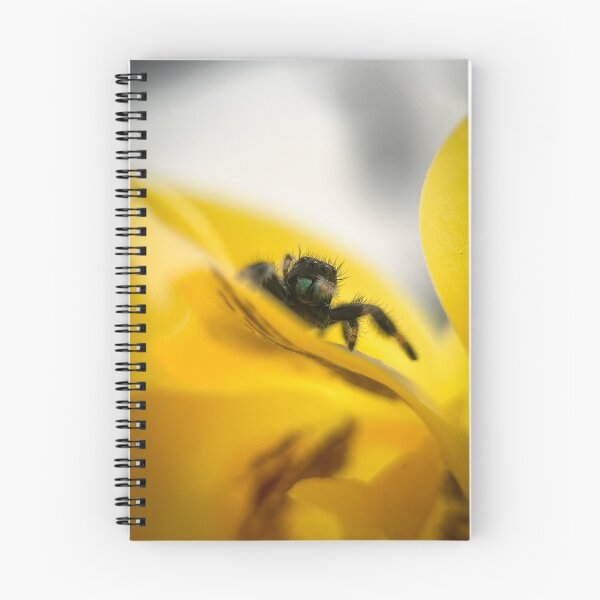 Item preview, Phidippus regius on yellow flower designed and sold by Kolmas-Paiva.