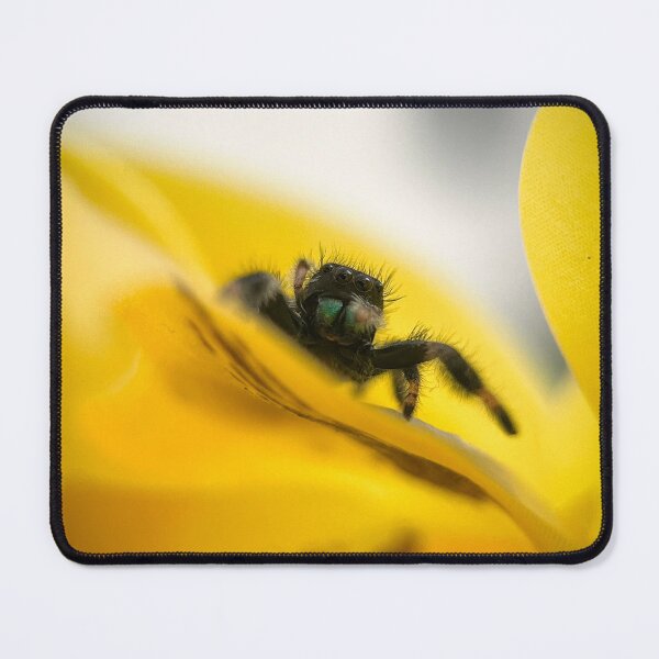 Item preview, Phidippus regius on yellow flower designed and sold by Kolmas-Paiva.