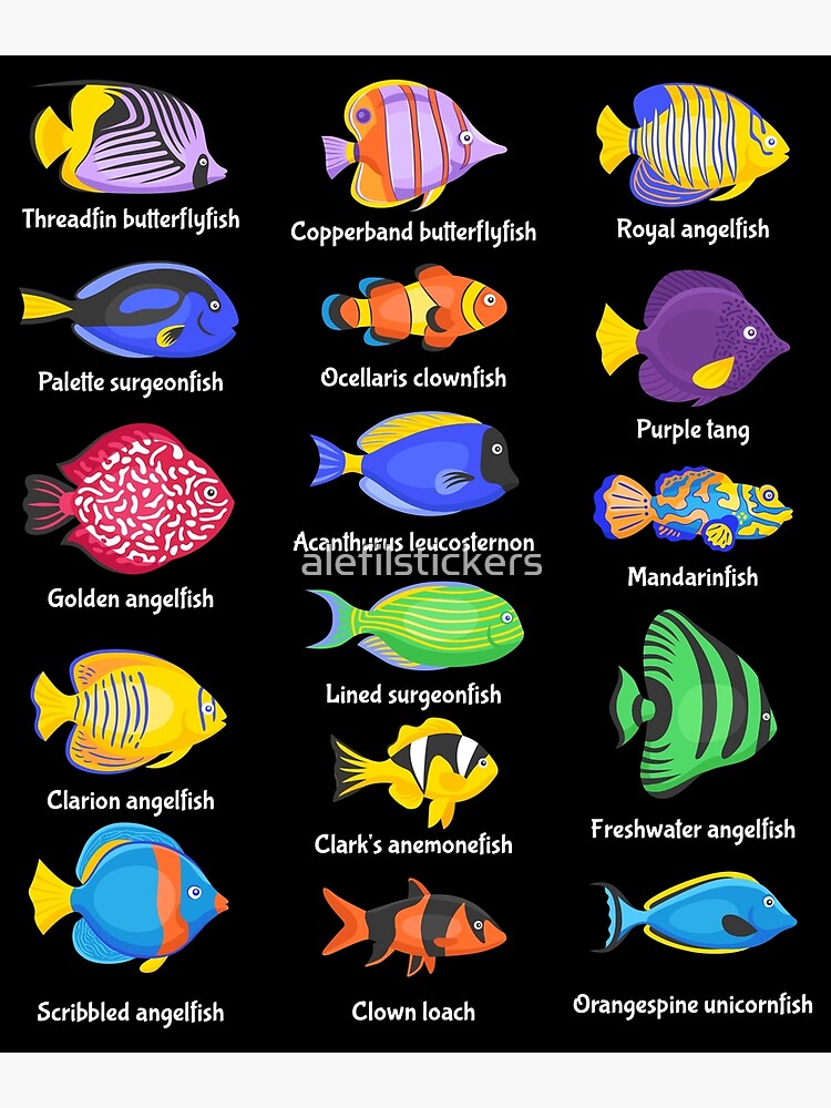 Fishkeeping Fish Species Biology Types Of Aquarium Fish