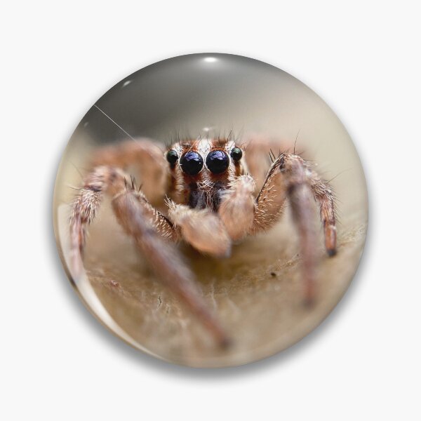 Artikelvorschau, Gestreifte Springspinne entworfen und verkauft von aflutter.