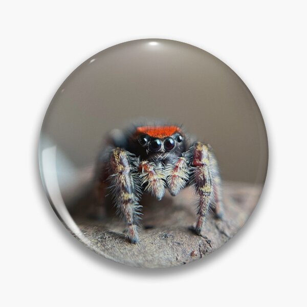 Artikelvorschau, Whitmans Springspinne entworfen und verkauft von aflutter.