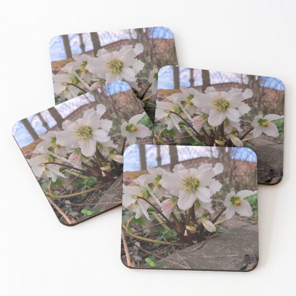 Item preview, Lenten rose designed and sold by Gourmetkater.