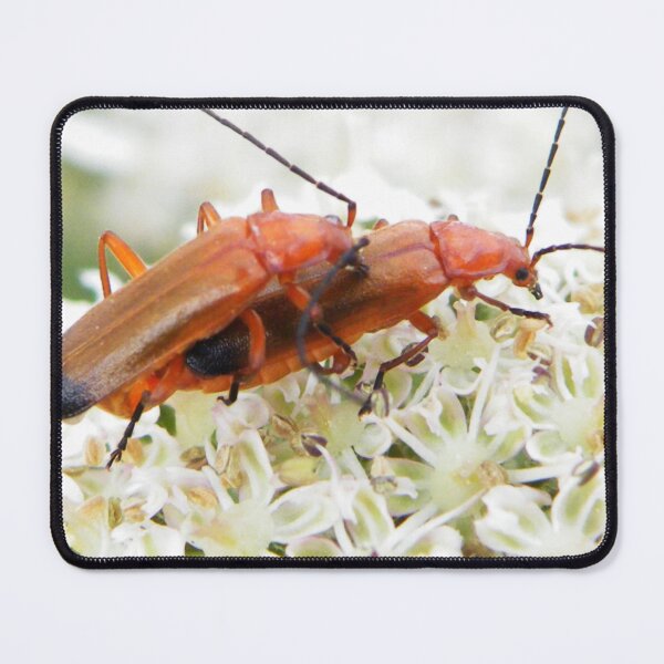 Item preview, Common Red Soldier Beetles mating designed and sold by Paws and Ink Art.