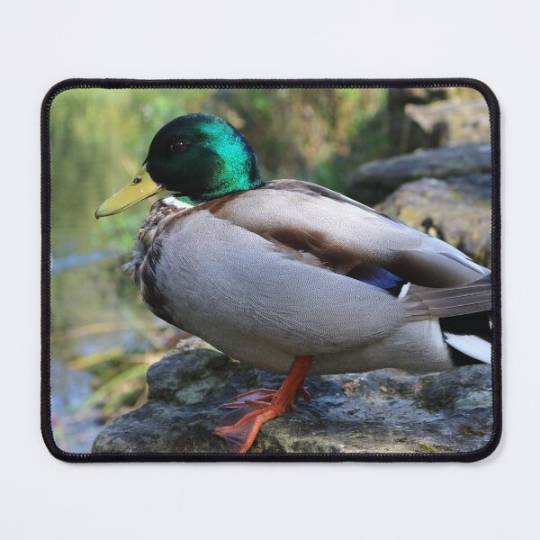 Item preview, Mallard Duck designed and sold by pinkal.