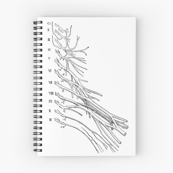 Item preview, Vintage Brachial Plexus designed and sold by saraheden1221.
