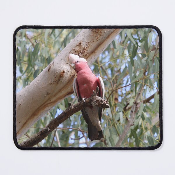Item preview, Galah in the Gum designed and sold by kateloves2dream.