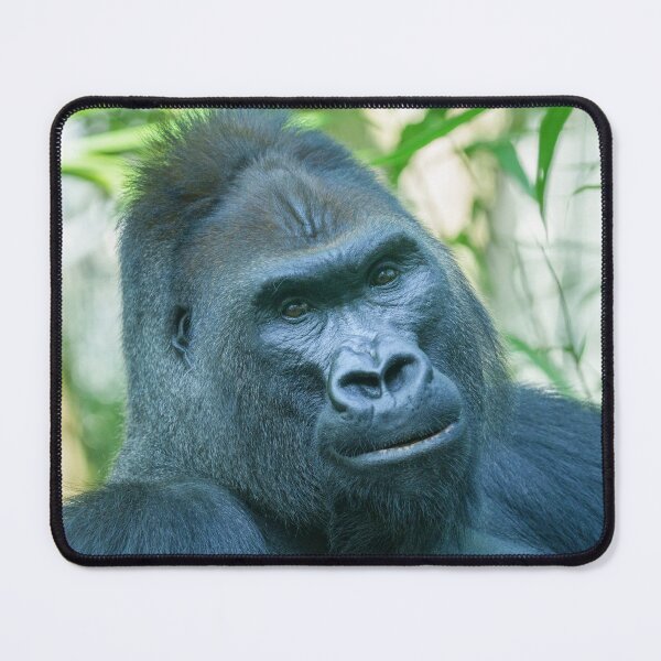 Item preview, Unwavering Strength Silverback Gorilla Kito designed and sold by rawshutterbug.
