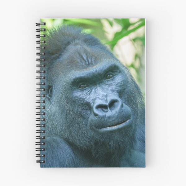 Item preview, Unwavering Strength Silverback Gorilla Kito designed and sold by rawshutterbug.