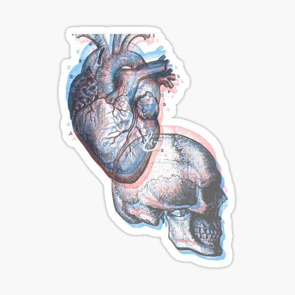 anatomy; heart and head Sticker