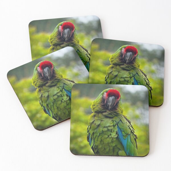 Item preview, Buffon's parrot designed and sold by Kolmas-Paiva.