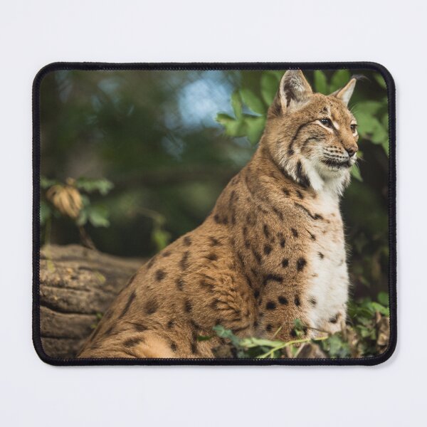 Item preview,  eurasian lynx canvas, eurasian lynx, animal, animals,  eurasian lynx wall art,  eurasian lynx artwork, wild, eurasian lynx art,  eurasian lynx painting designed and sold by eyesight4vision.