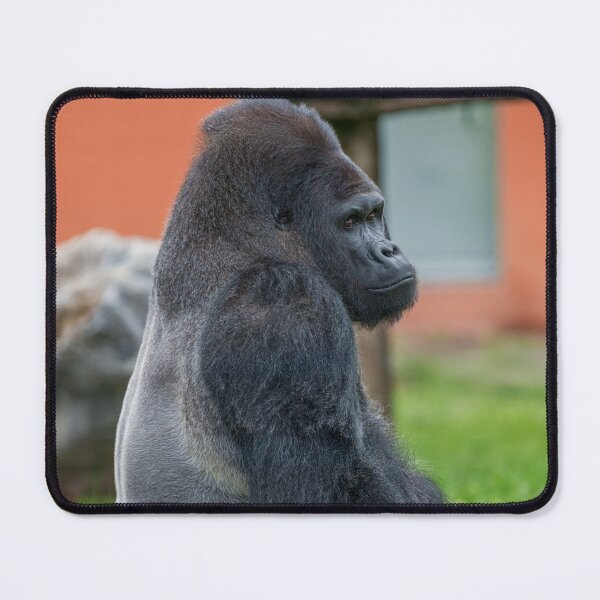 Item preview, Thoughtful Dishi Watching Blackback’s Steps designed and sold by rawshutterbug.