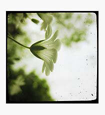 Candide Photographic Print
