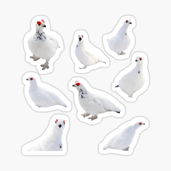 Item preview, Awebo Bird - Funny Rock Ptarmigan Meme designed and sold by Jakkuri.