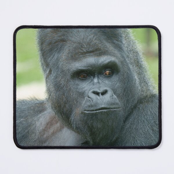 Item preview, Impressive Silverback Dishi designed and sold by rawshutterbug.