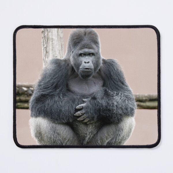 Item preview, Silverback Dishi in Peaceful Moment designed and sold by rawshutterbug.