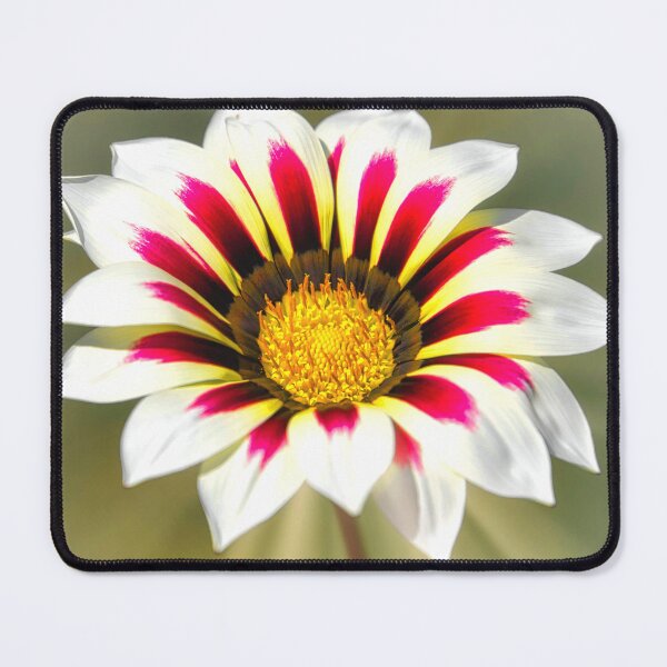 Item preview, Gorgeous Gazania designed and sold by JEZ22.