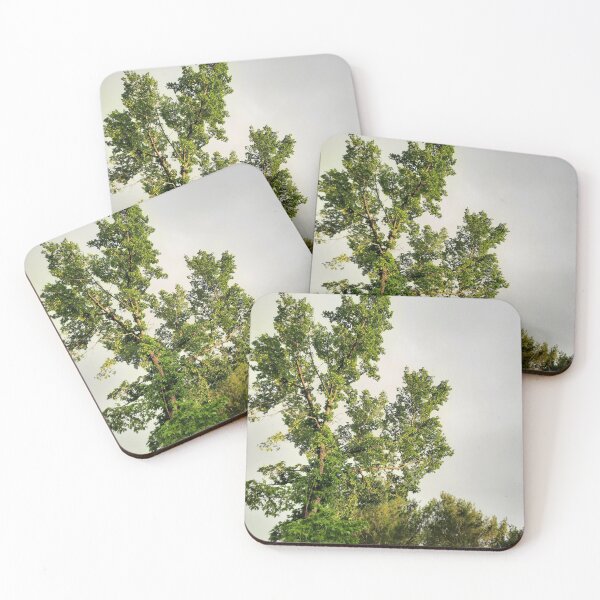 Item preview, Tall Pine in the Rainy Evening Light designed and sold by Quincy-Hedgehog.