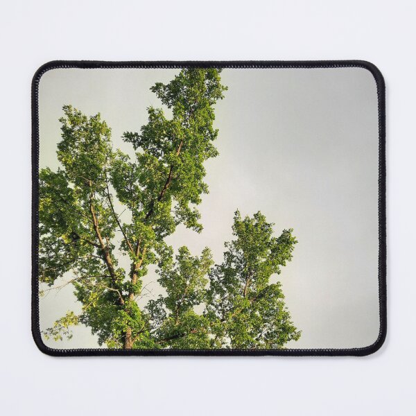 Item preview, Tall Pine in the Rainy Evening Light designed and sold by Quincy-Hedgehog.
