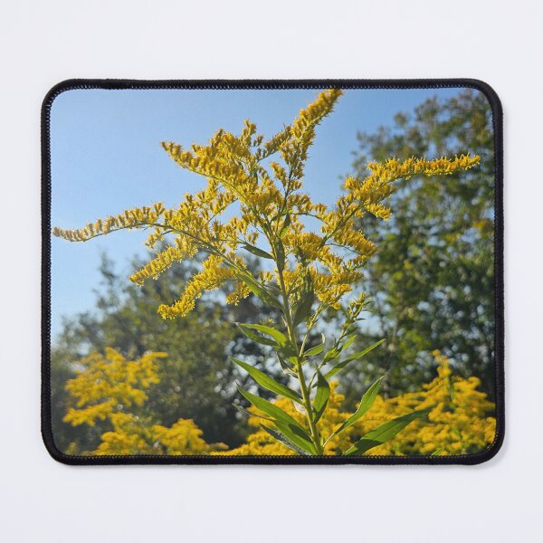 Item preview, Goldenrod in the Morning Sun designed and sold by Quincy-Hedgehog.