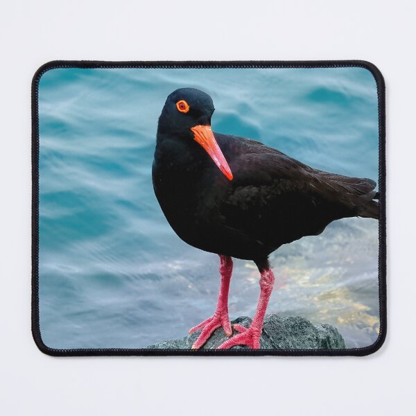 Item preview, Black oystercatcher Tuncurry 64 designed and sold by kevin Chippindall.