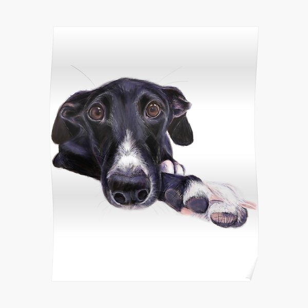 Pearl - black Greyhound / Galgo Espanol Poster
