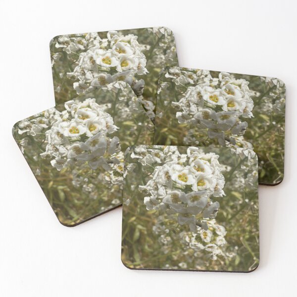 Item preview, Sweet Alyssum designed and sold by Betsy Phillips.