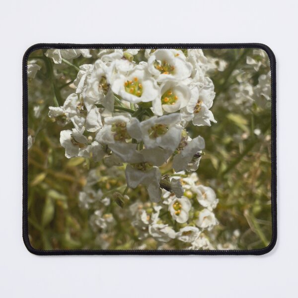 Item preview, Sweet Alyssum designed and sold by Betsy Phillips.