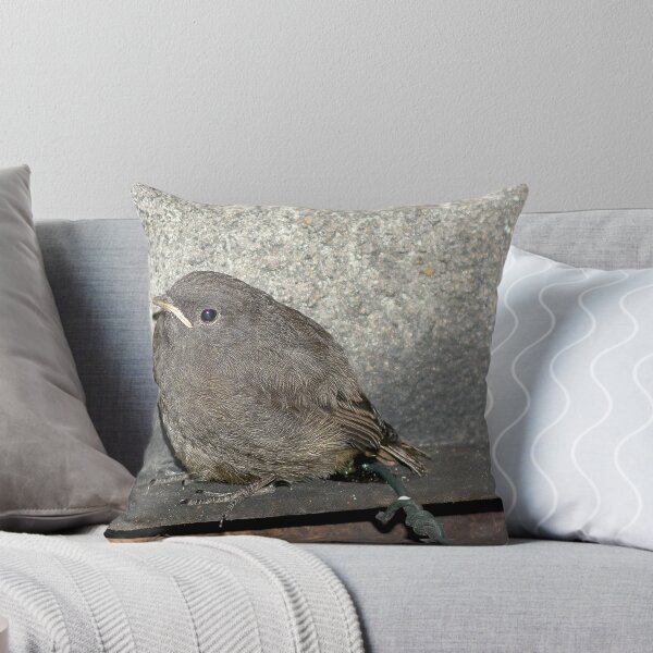 Item preview, Black redstart (Phoenicurus ochruros) - young designed and sold by MarekM.