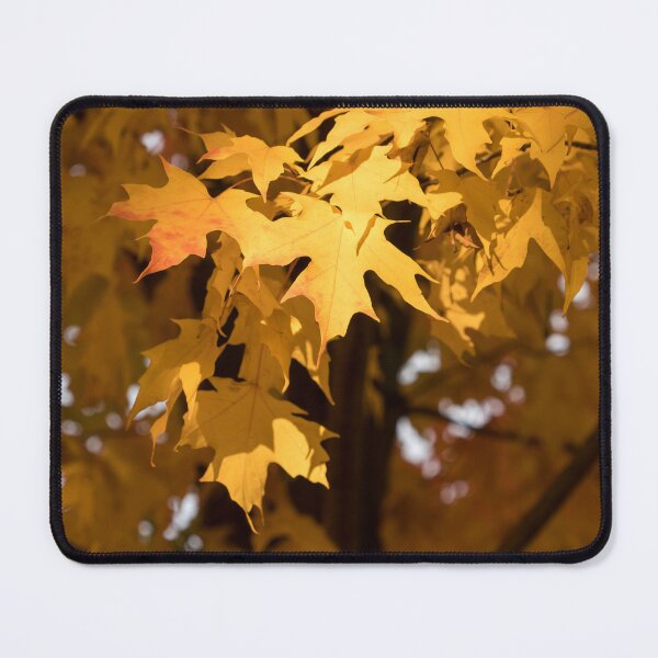 Item preview, Golden Maple Leaves Bathed in Warm Sunshine designed and sold by Georgia Mizuleva.