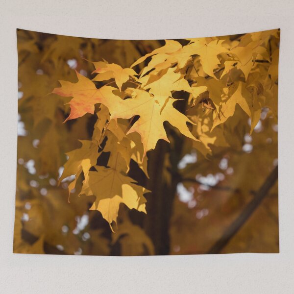 Item preview, Golden Maple Leaves Bathed in Warm Sunshine designed and sold by Georgia Mizuleva.