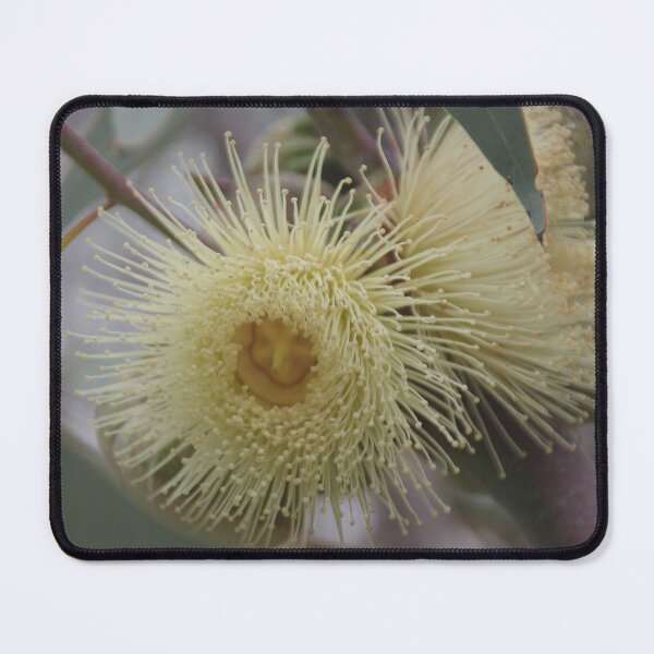 Item preview, White Eucalyptus Gum Blossom designed and sold by lezvee.
