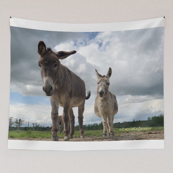 Item preview, Donkeys “Concept Art Clan of Vagabonds” by ©Carina Mac Laughlan designed and sold by clanofvagabonds.