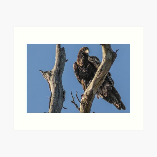 Wedge Tail Eagle Art Print