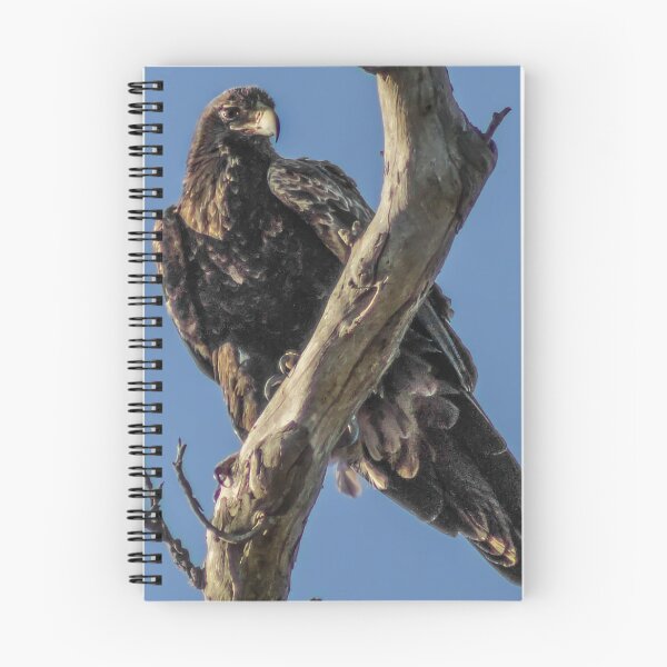 Item preview, Wedge Tail Eagle designed and sold by Elysian Photography.