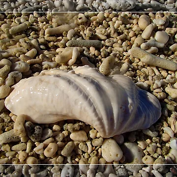Artwork thumbnail, Shell by Alexey Dubrovin