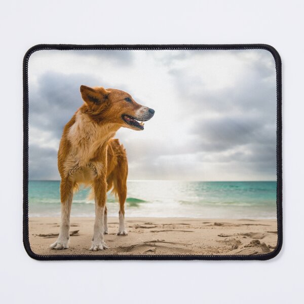 Item preview, Dog standing at beach of oa Vista designed and sold by raphotography88.
